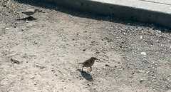 Molothrus bonariensis