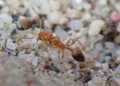 Trichomyrmex destructor