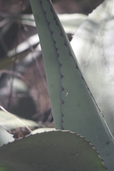 Agave salmiana crassispina
