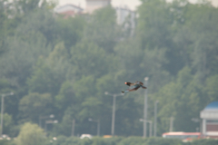 Eurystomus orientalis