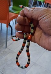 Micrurus isozonus isozonus