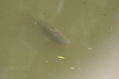 Cyprinus carpio