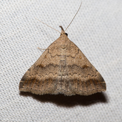 Tetanolita palligera