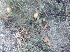 Astragalus douglasii parishii