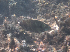 Siganus spinus