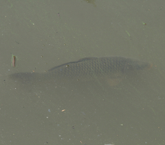 Cyprinus carpio
