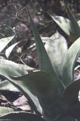 Agave salmiana crassispina