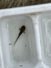 Ambystoma tigrinum