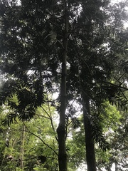Podocarpus sprucei