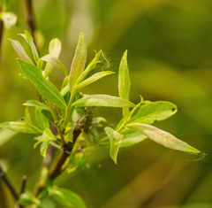 Salix petiolaris