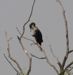 Phalacrocorax carbo