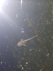 Ambystoma tigrinum