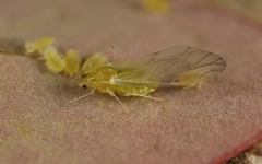 Liosomaphis berberidis