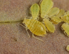 Liosomaphis berberidis