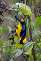 Anisognathus somptuosus