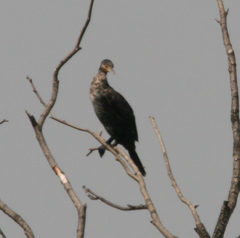 Phalacrocorax carbo