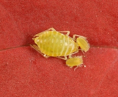 Liosomaphis berberidis