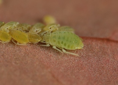 Liosomaphis berberidis