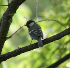 Parus minor