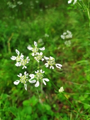 Tordylium