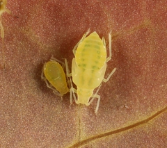Liosomaphis berberidis