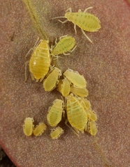Liosomaphis berberidis