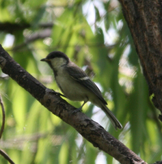 Parus minor