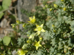 Sedum borissovae