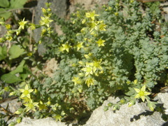 Sedum borissovae