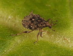 Rhinoncus bruchoides