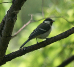 Parus minor