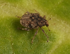 Rhinoncus bruchoides