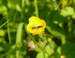 Chelostoma florisomne