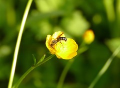 Chelostoma florisomne