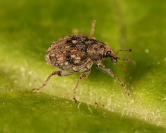 Rhinoncus bruchoides