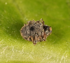 Rhinoncus bruchoides