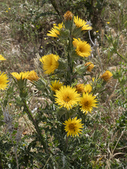Scolymus grandiflorus