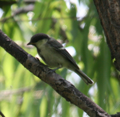 Parus minor