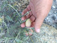 Astragalus douglasii parishii