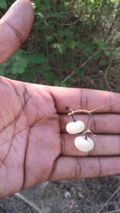 Ampelocissus acapulcensis