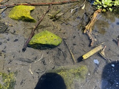 Pseudacris hypochondriaca