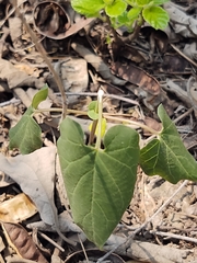 Gonolobus erianthus