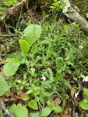 Arabis caucasica