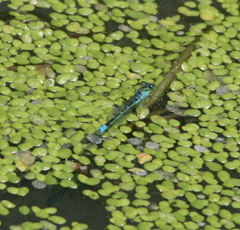 Paracercion plagiosum