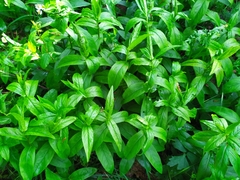 Magnoliopsida