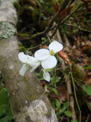 Arabis caucasica