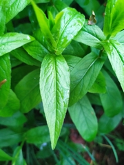Magnoliopsida