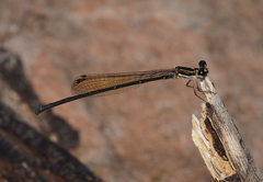 Nososticta koongarra