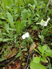 Arabis caucasica