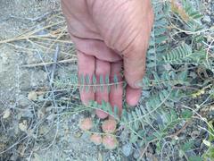 Astragalus douglasii parishii